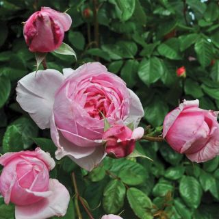 Kiss Me Kate Climbing Rose Thumbnail